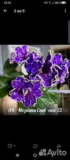 Набор деток-новинок 22 фиалок