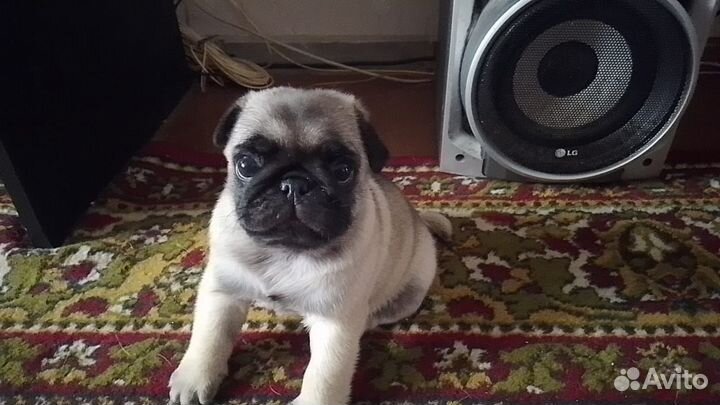 Продам щенков мопса