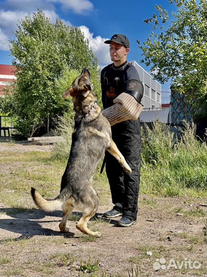 Кинолог. Дрессировка собак. зкс