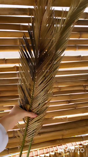 Пальмовые листья