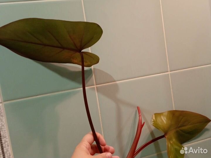 Филодендрон краснеющий