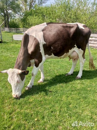 Продаю коров и телочку