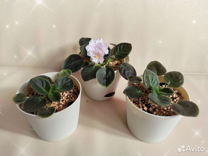 Фиалка розовая 2 сорта