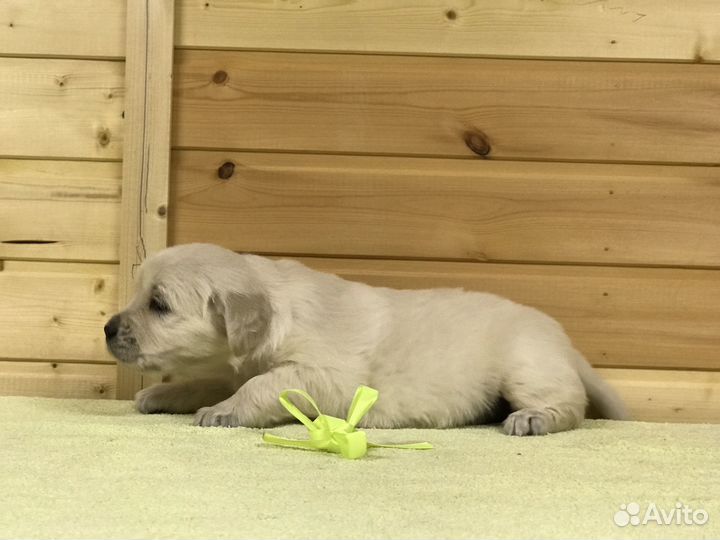 Золотистый ретривер питомник