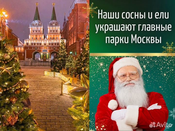 Живые елки оптом Ели оптом от производителя