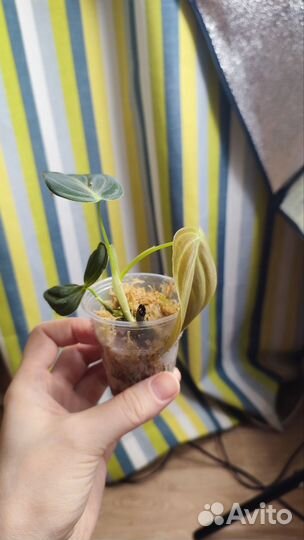 Филодендрон меланохризум детки