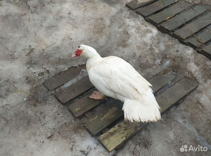 Индоутки, мускусные утки