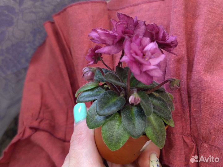 Фиалка Jolly Redneck