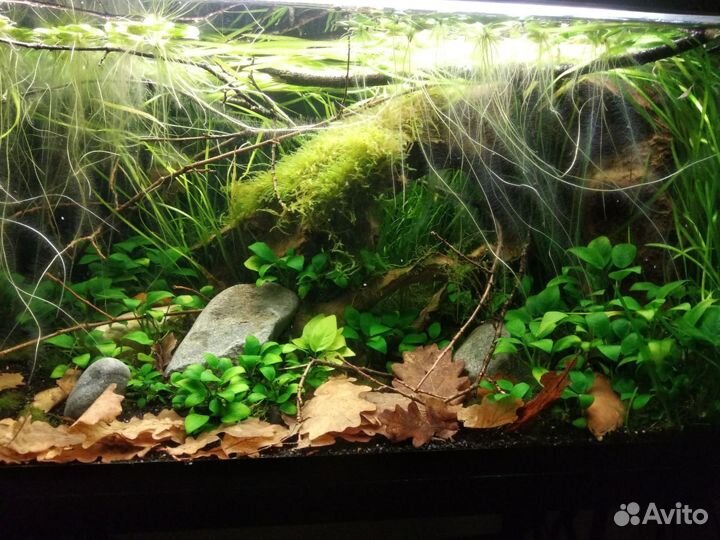 Прошлогодние листья дуба