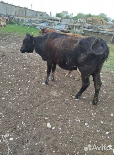 Коровы с телятами