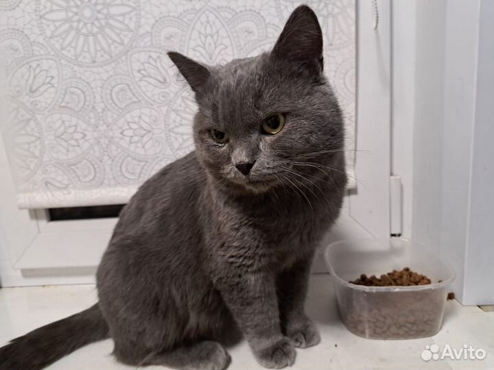 Британский кот