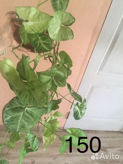 Комнатные цветы