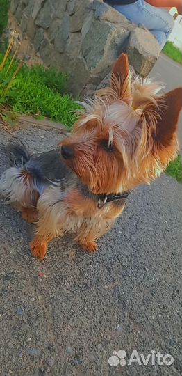 Йоркширский терьер