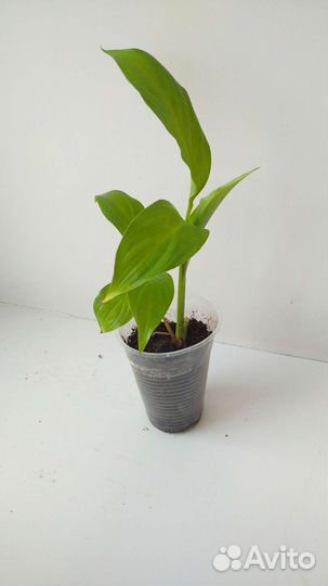 Спатифиллум