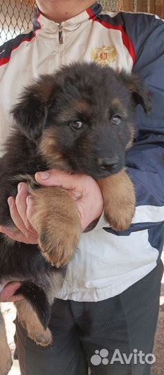 Щенок немецкой овчарки