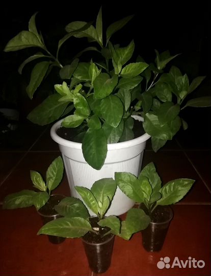 Листья Бога, Шпинат долголетия - Джинура