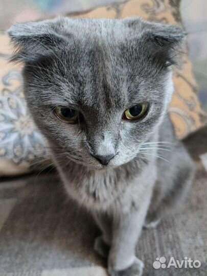 Британский вислоухий