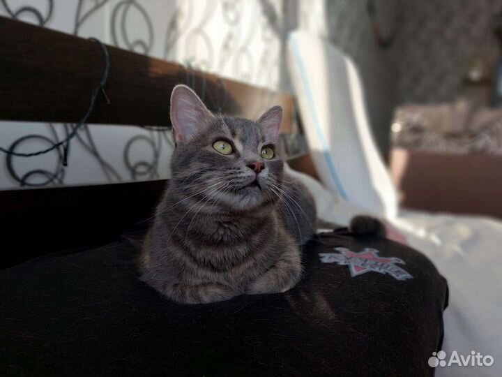 Кошечка в добрые руки