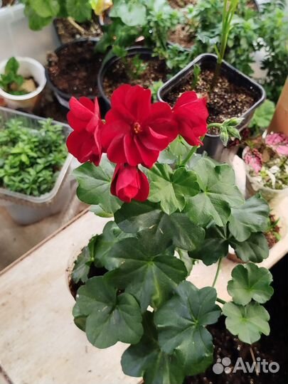 Пеларгония (герань) плющелистная