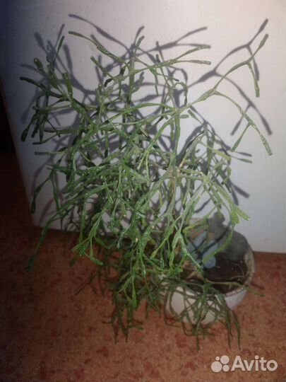 Комнатные цветы