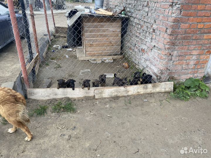 Щенки бесплатно