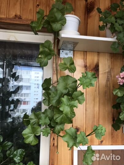 Пеларгония герань