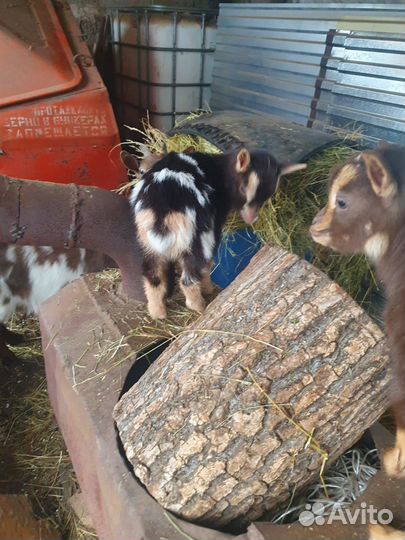 Камерунские козы козочки