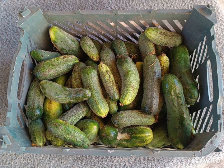 Огурцы свежие