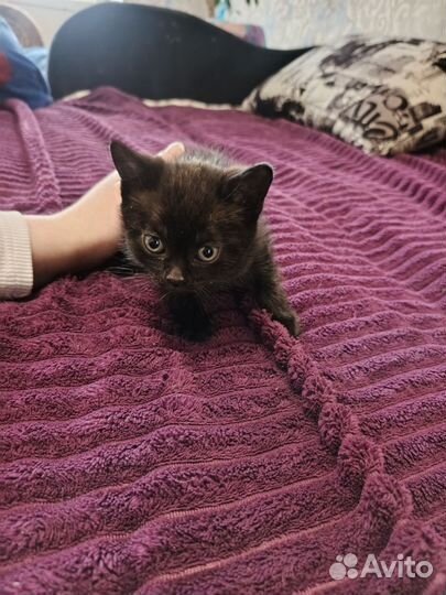 Шотландская