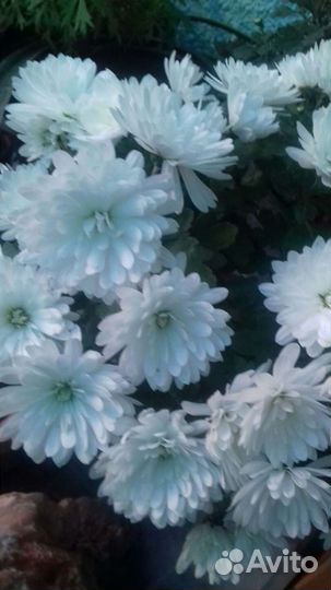 Хризантемы мультифлора