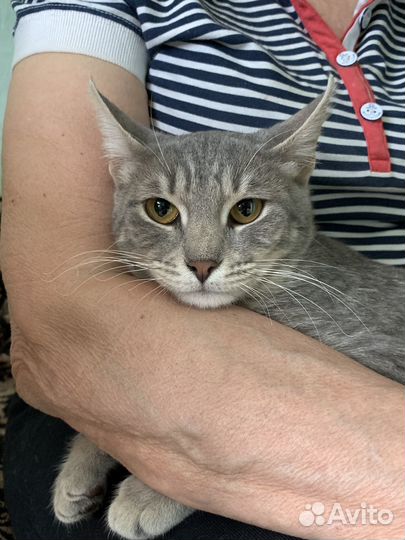 Котенок