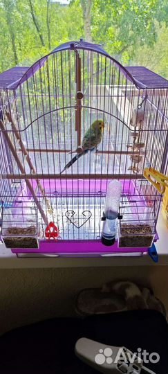 Волнистый попугай с клеткой