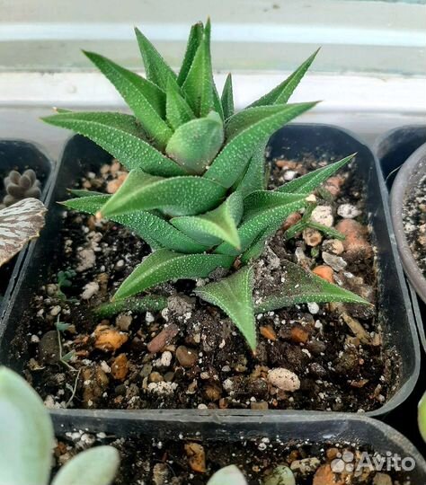 Хавортии лимифолия и извилистая