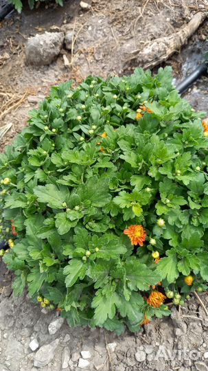 Хризантемы мультифлора