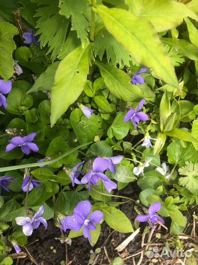 Фиалка бордюрная
