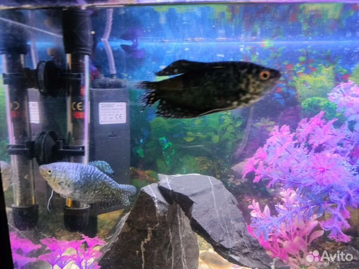 Живая рыба, Гурами