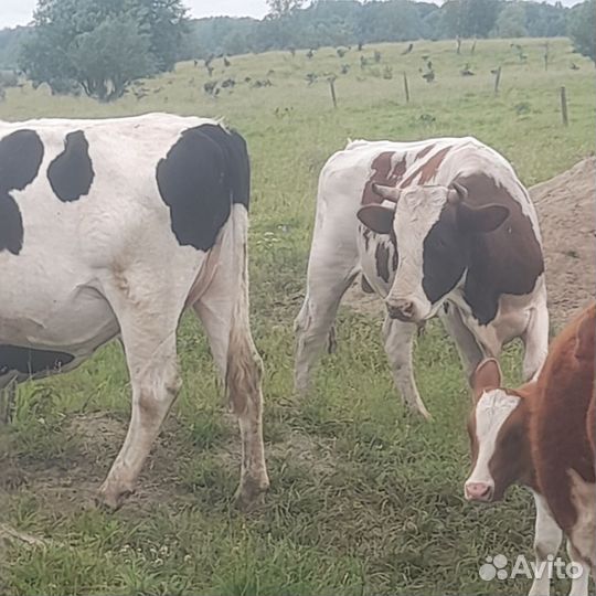 Корова телка и бык