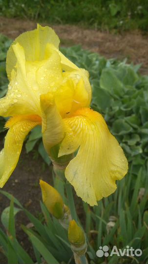 Цветы ирисы