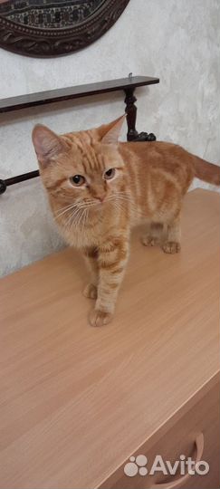 Кошка потеряшка