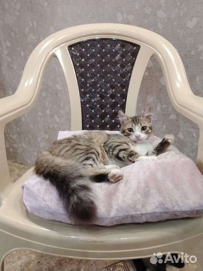 Котенок мальчик в добрые руки