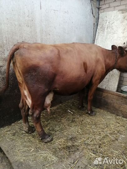 Коровы дойные