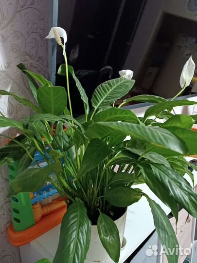 Спатифиллум