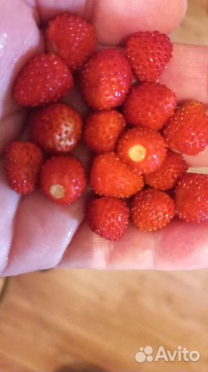 Ремонтантная земляника (усики)