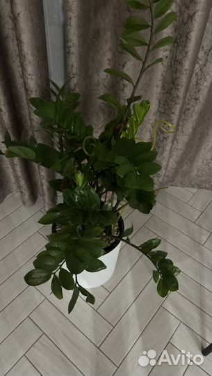 Замиокулькас