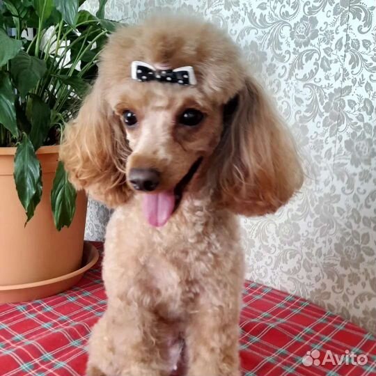 Груминг стрижка собак