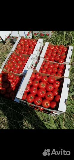 Помидоры оптом лоджейн
