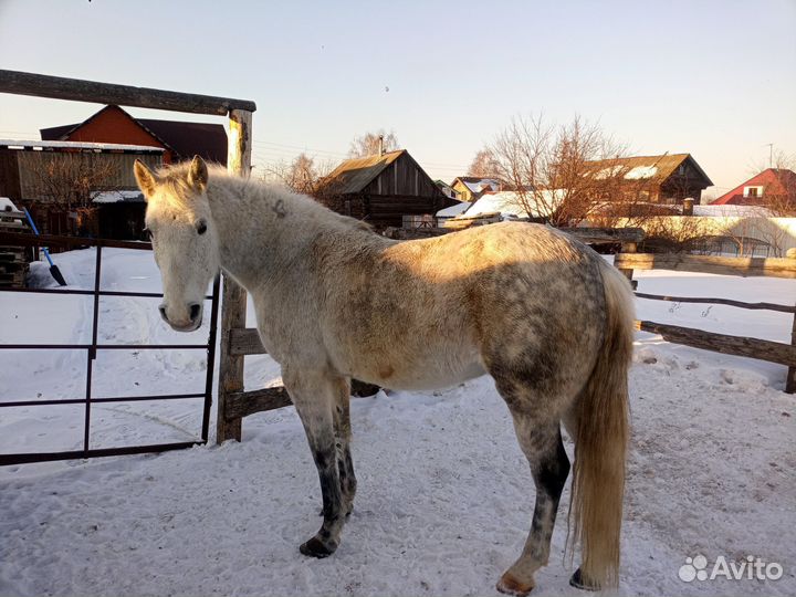 Лошадь кобыла 14лет