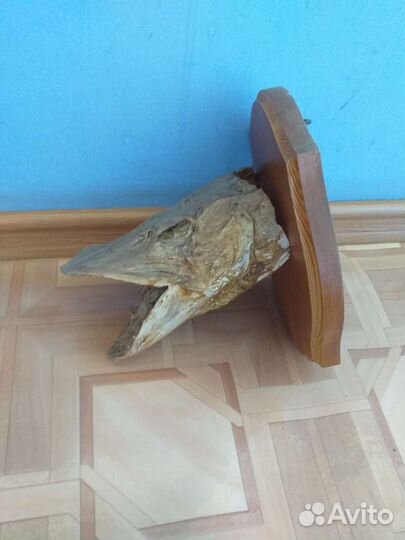 Чучело головы щуки