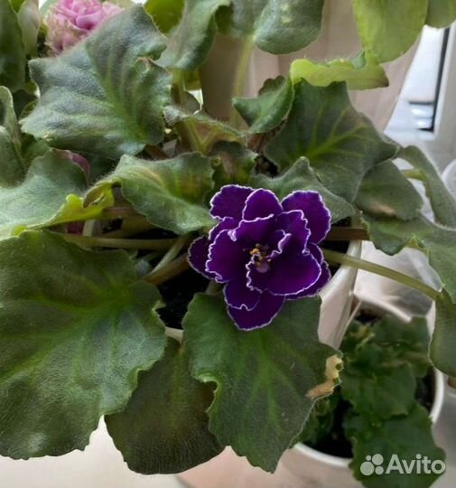 Фиалка обмен или продажа