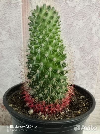 Кактус